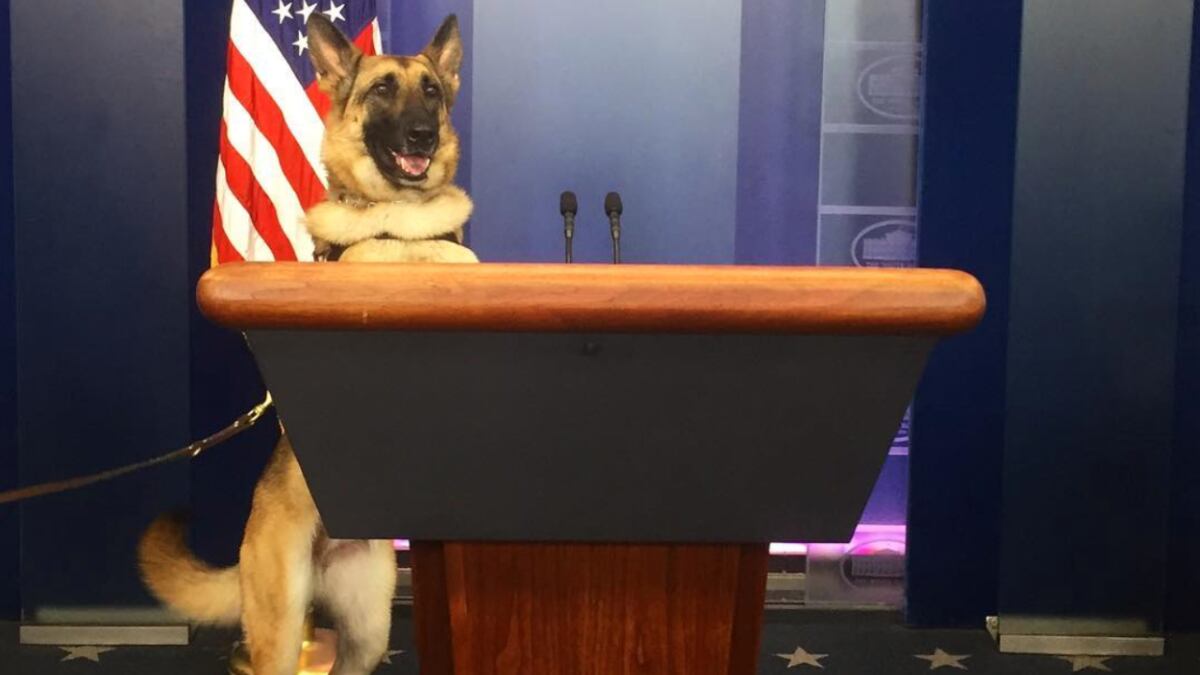 A vet s service dog Kaya has died. She left behind a national legacy