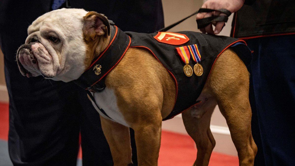 Marine Corps top devil dog fetches another promotion