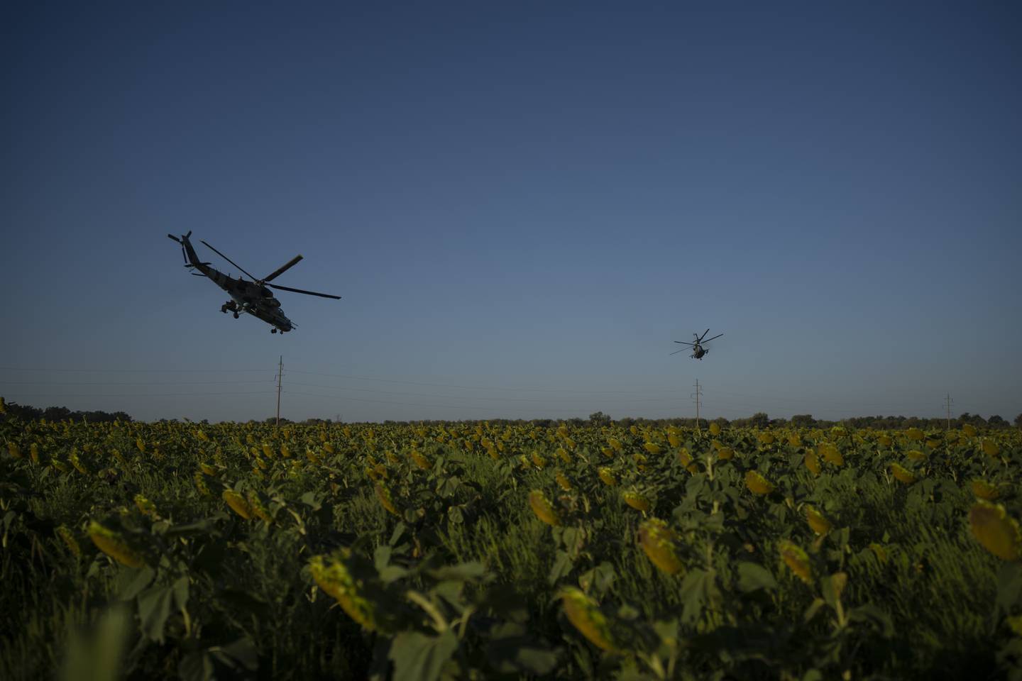Ukrainian attack helicopters fly over a sunflower field in eastern Ukraine, Friday, Aug. 18, 2023.
