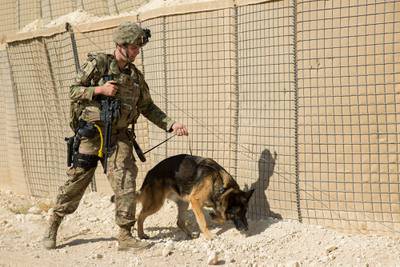 Al Asad Air Base Dog Handler's route clearance drill